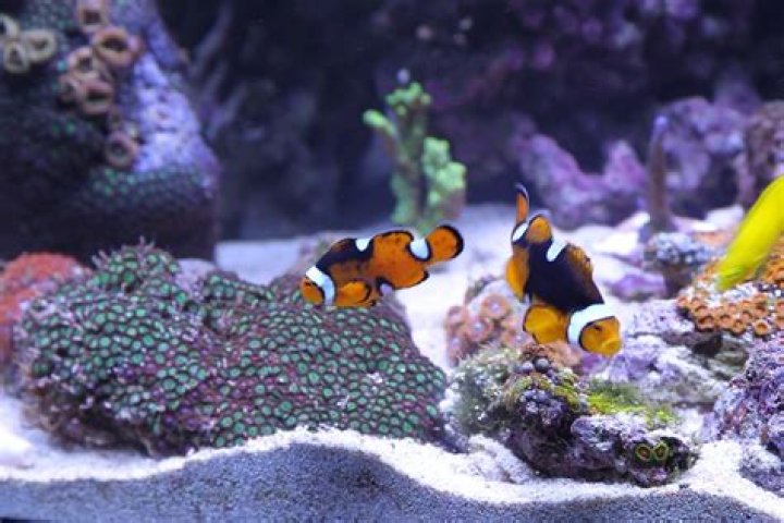 Is it cruel to keep fish in aquarium?