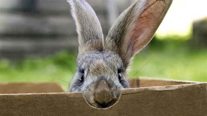 Is it OK for a rabbit to eat cardboard?