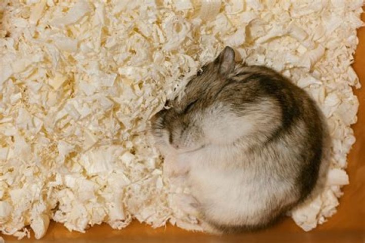 Is it OK if my hamster sleeps at night?