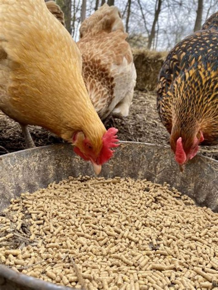 Is it OK to feed chickens scrambled eggs?