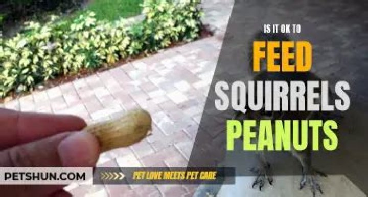 Is it OK to feed squirrels peanuts?