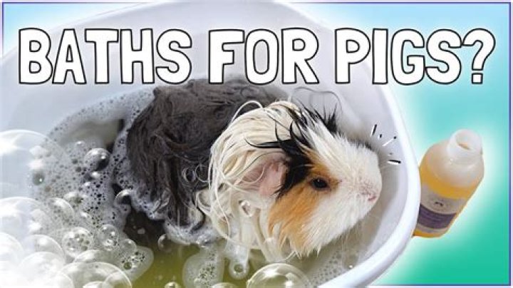 Is it OK to give a guinea pig a bath?