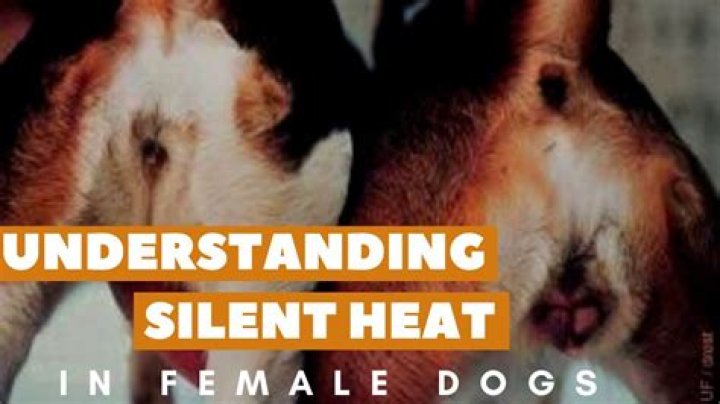 Is it OK to have 2 female dogs?