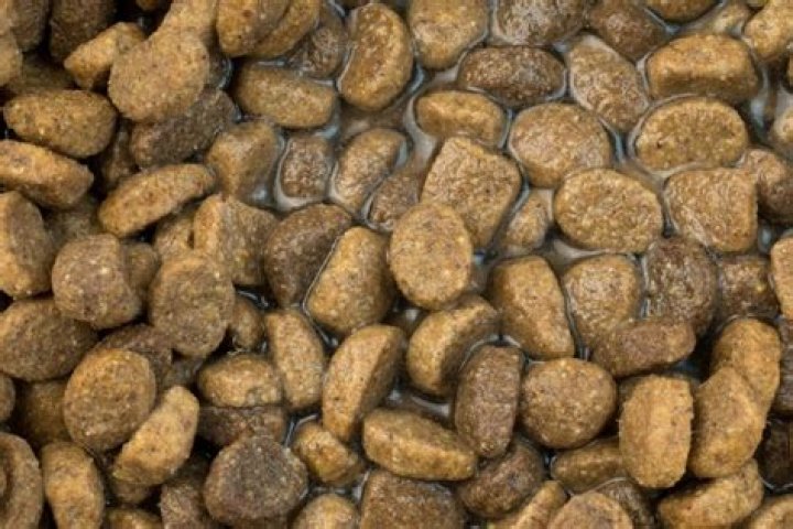 Is it OK to put warm water on dry dog food?
