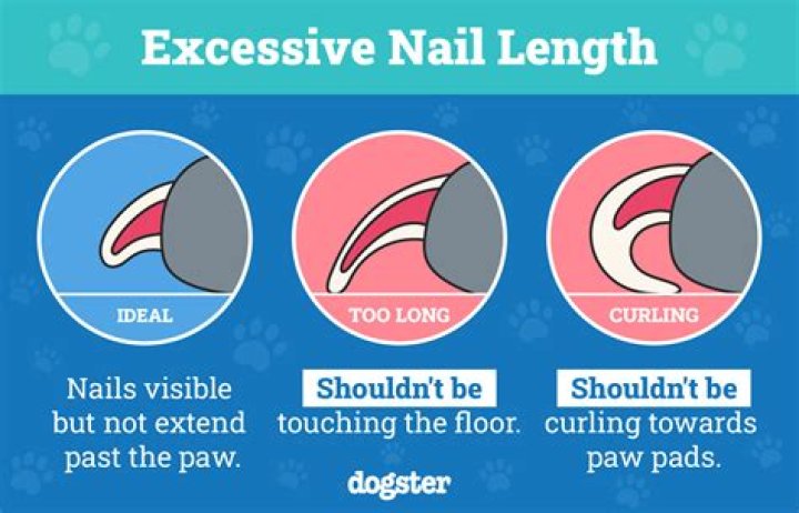 Is it uncomfortable for cats to have long nails?