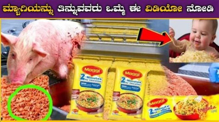 Is Maggi made from pig?