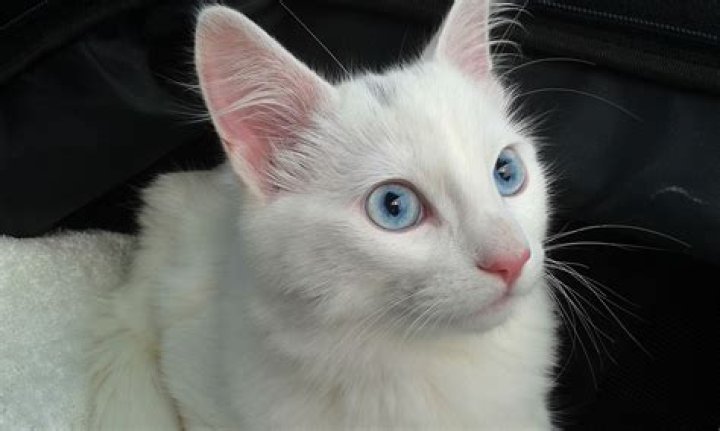 Is my white cat with blue eyes is deaf?