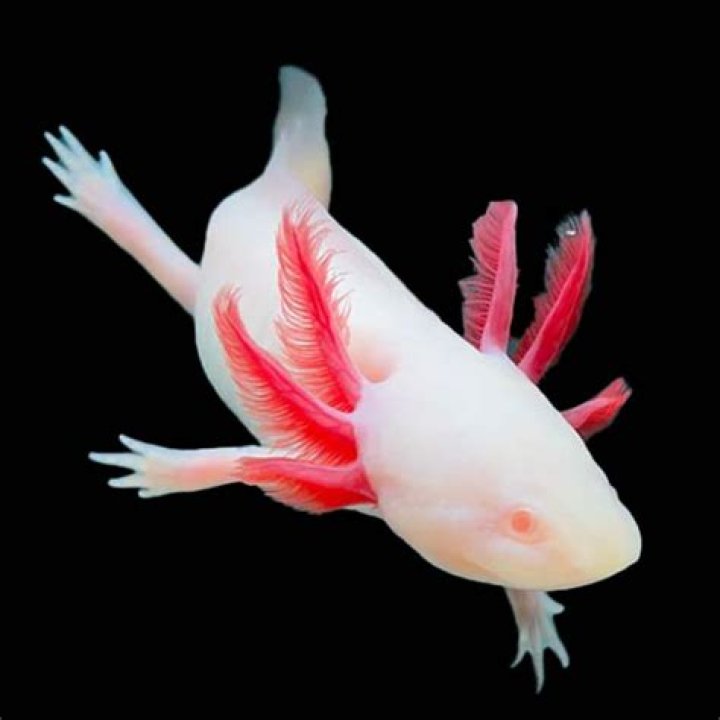 Is Nagito an albino?