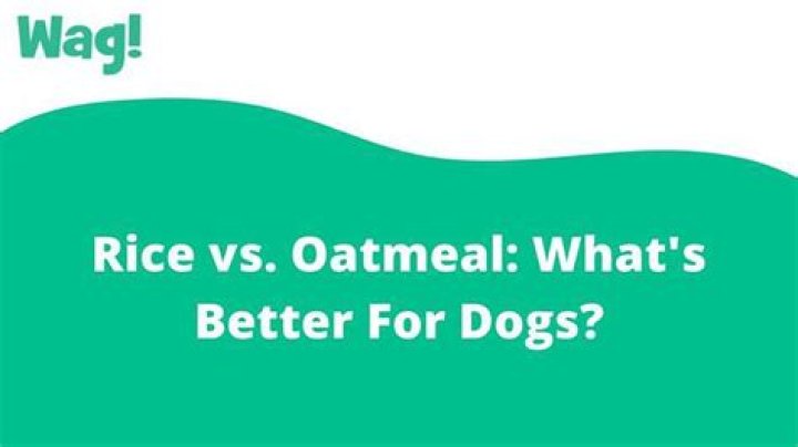 Is oatmeal or rice better for dogs?