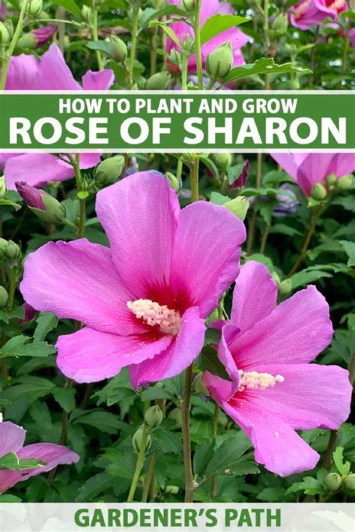 Is rose of Sharon a tree or bush?