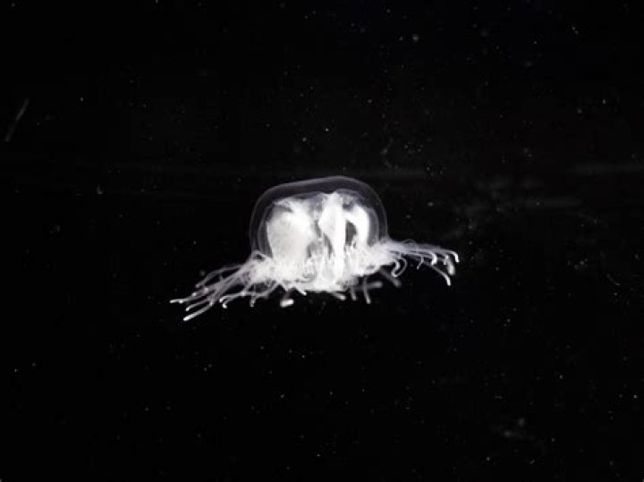 Is Skye's ULT jellyfish?