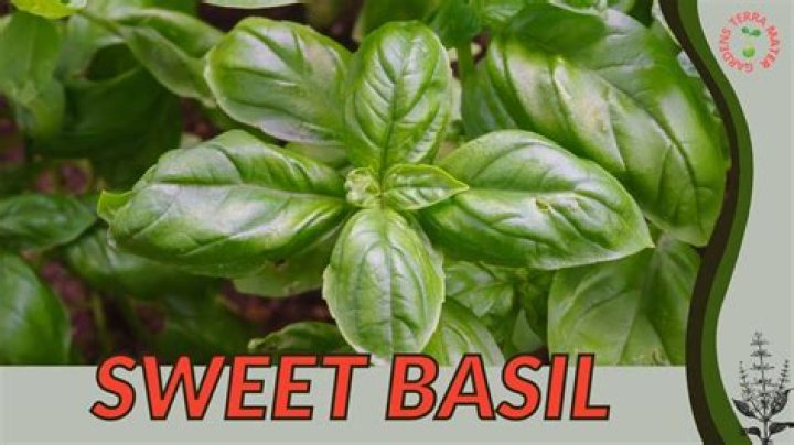 Is Sweet Basil a Tulsi?