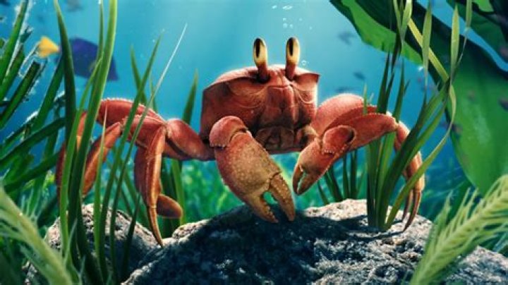 Is the crab in sushi real?