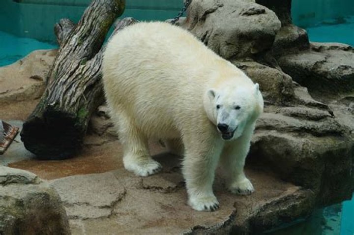 Is there a polar bear at the Phoenix Zoo?