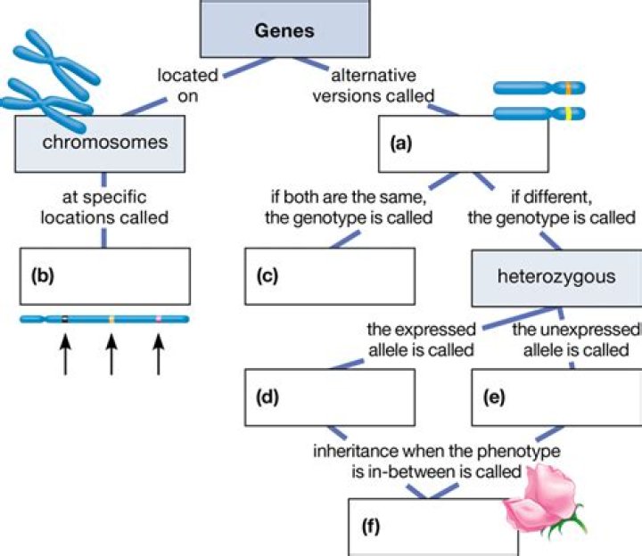 Is there genetics on the MCAT?