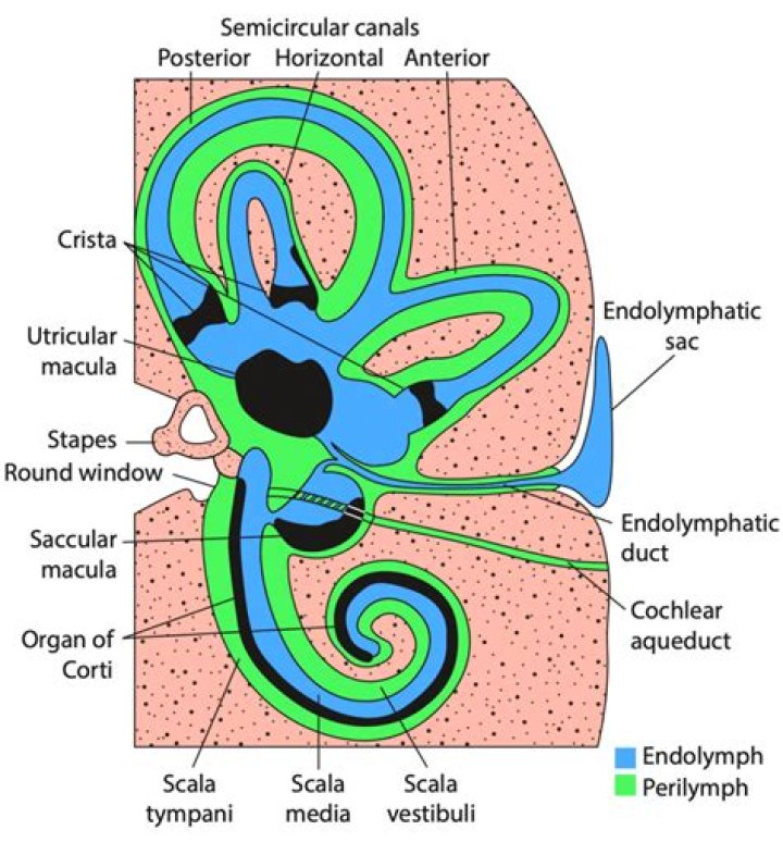Is there perilymph in the semicircular canals?