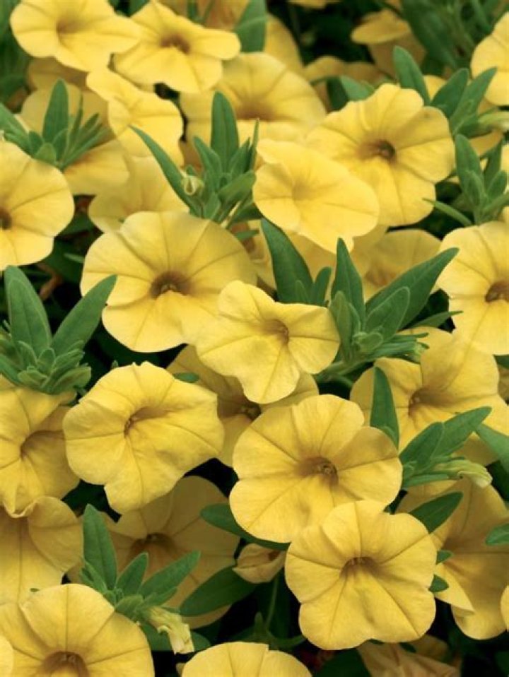 Is Vernon older than Petunia?