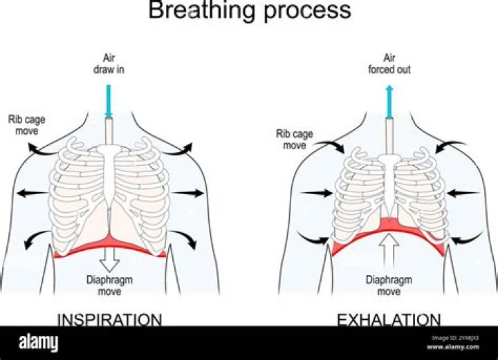 Should baby belly moves when breathing?
