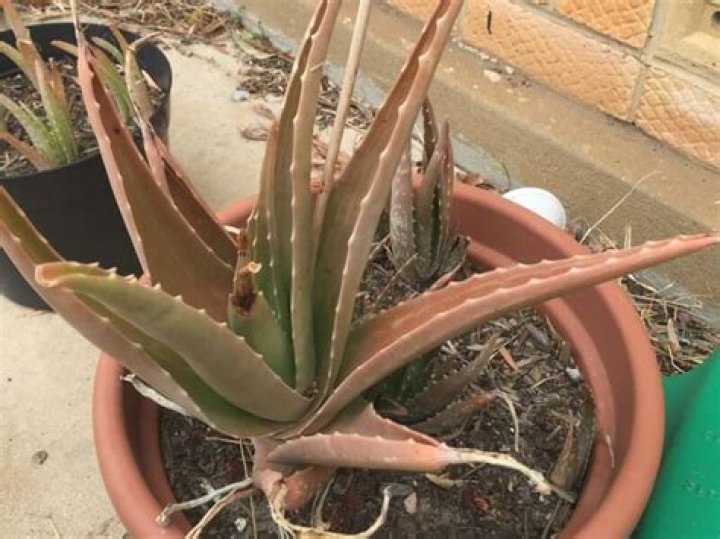 Should I cut the brown tips off my aloe plant?