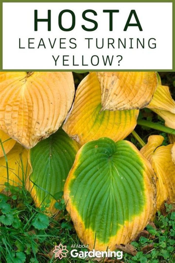 Should I cut yellow leaves off Arrowhead?