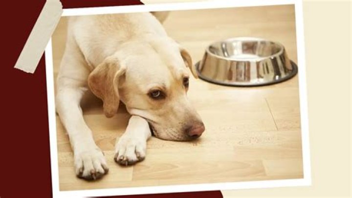 Should I feed my dog after he throws up bile?