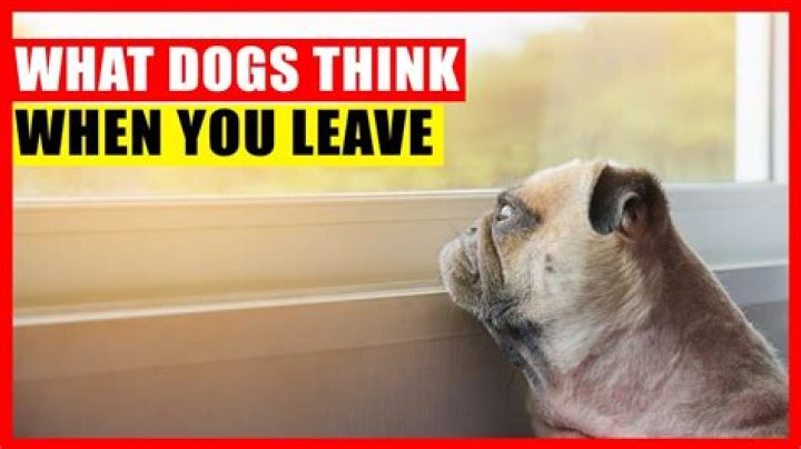 Should I leave a light on for my dog when I leave?