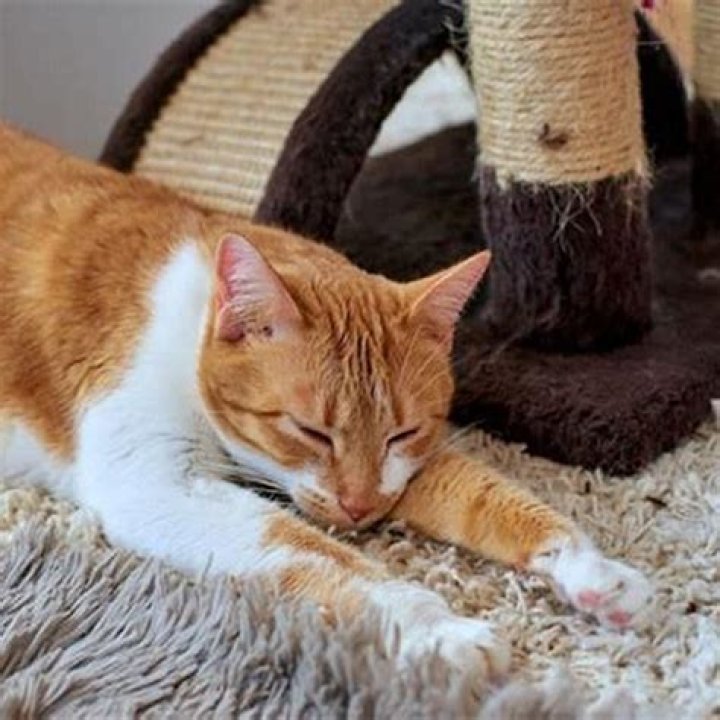 Should I leave my cat alone while giving birth?