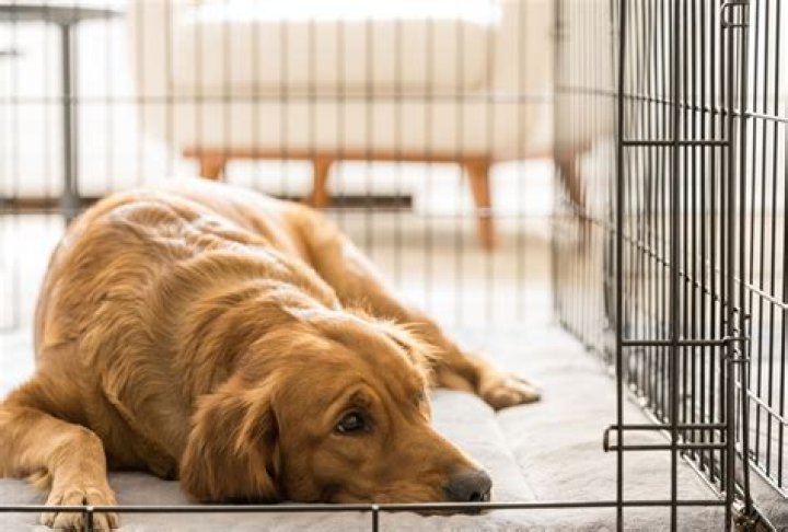 Should I leave my dog's crate open at night?