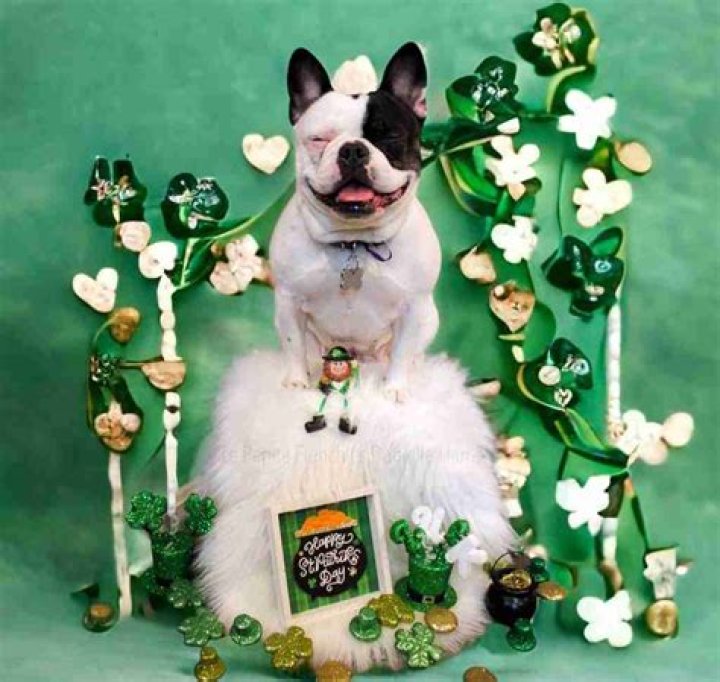 Should I leave the TV or radio on for my dog?