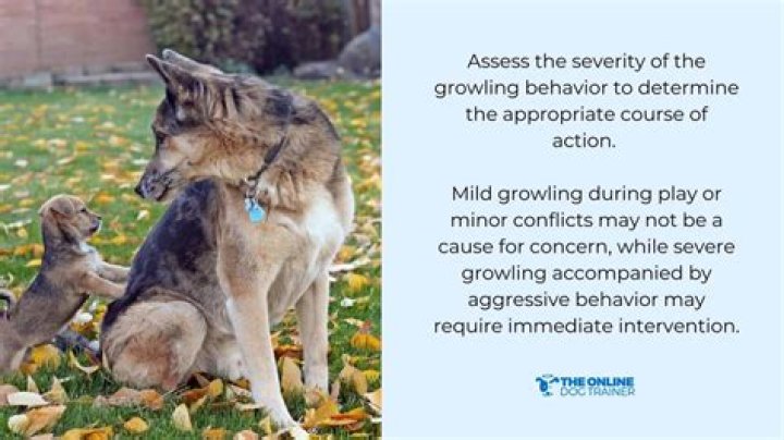 Should I let my older dog growl at my puppy?