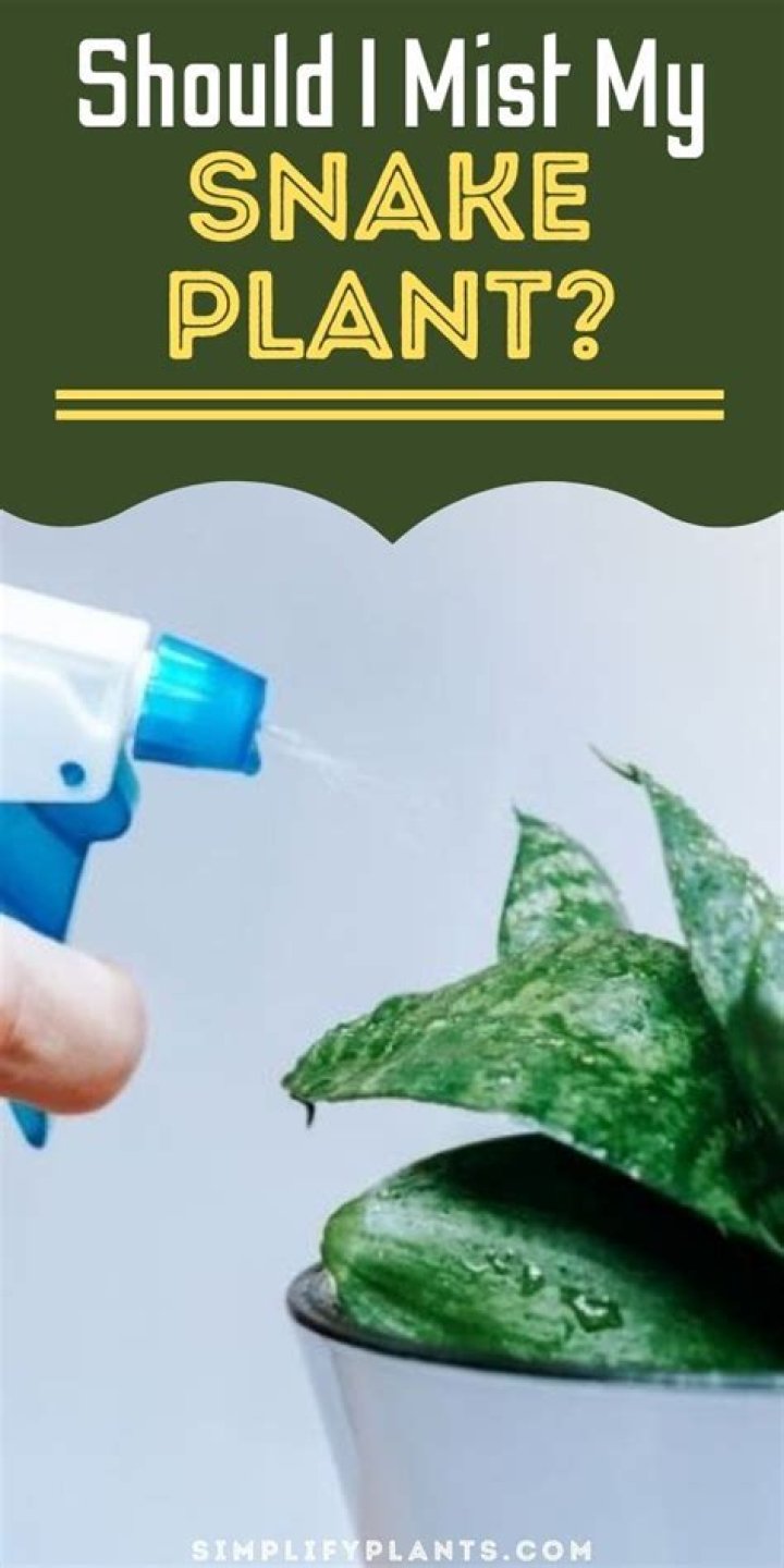 Should I mist my inch plant?