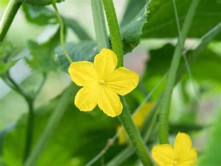 Should I pick the flowers off my cucumber plants?