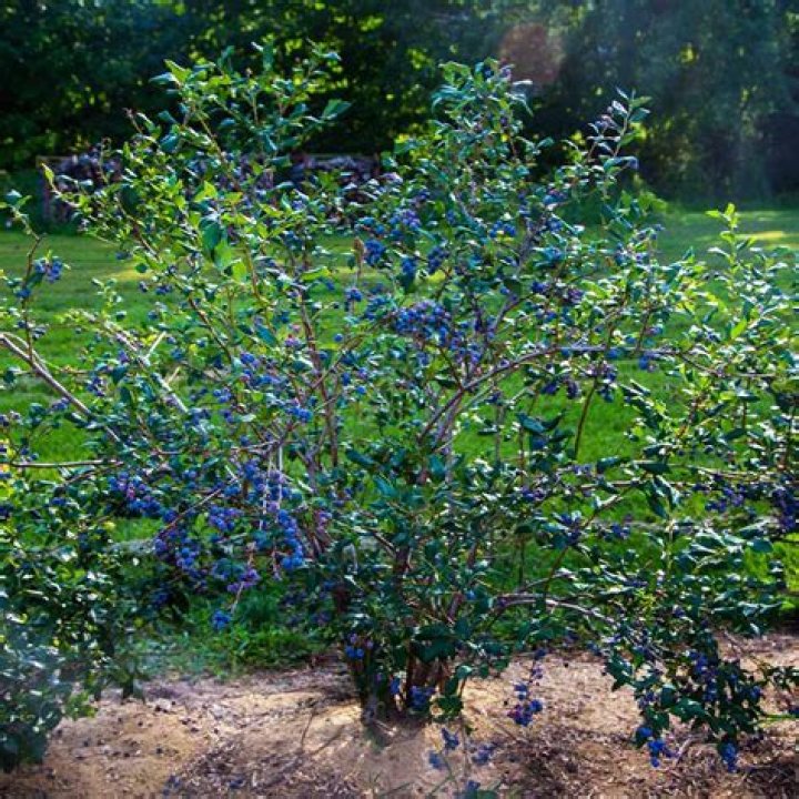 Should I put sawdust around my blueberry bushes?
