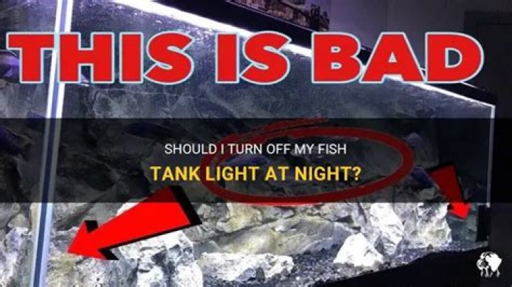 Should I turn off my fish tank light at night?
