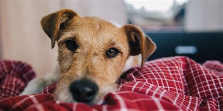 Should I wake my dog up to pee at night?