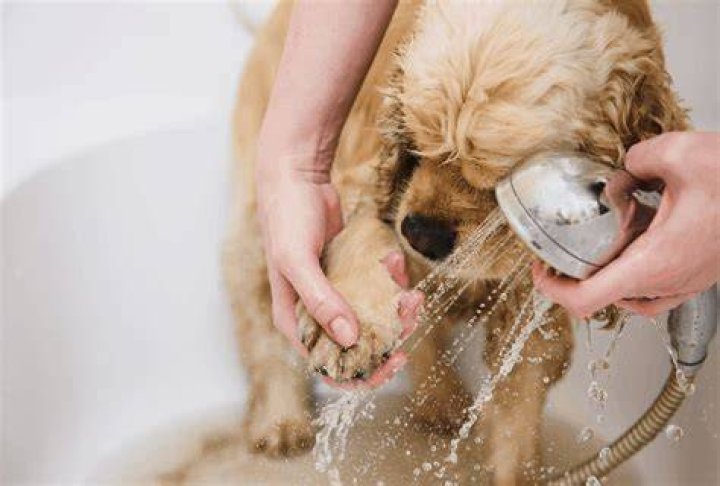 Should I wash my dog's paws after a walk?