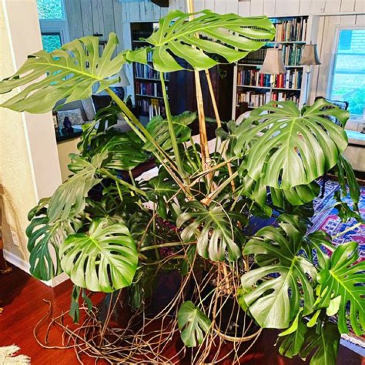 Should Monstera roots be fuzzy?