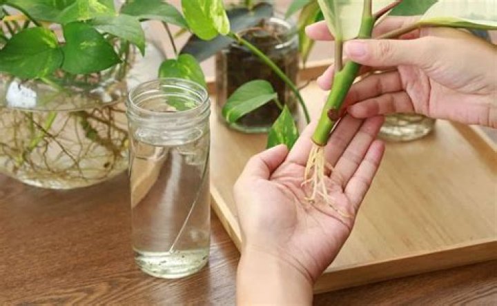 Should you fertilize cuttings in water?