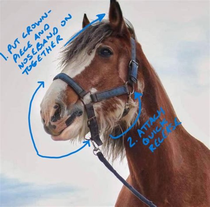 Should you leave a halter on a horse?