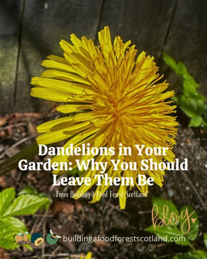 Should you leave dandelions?