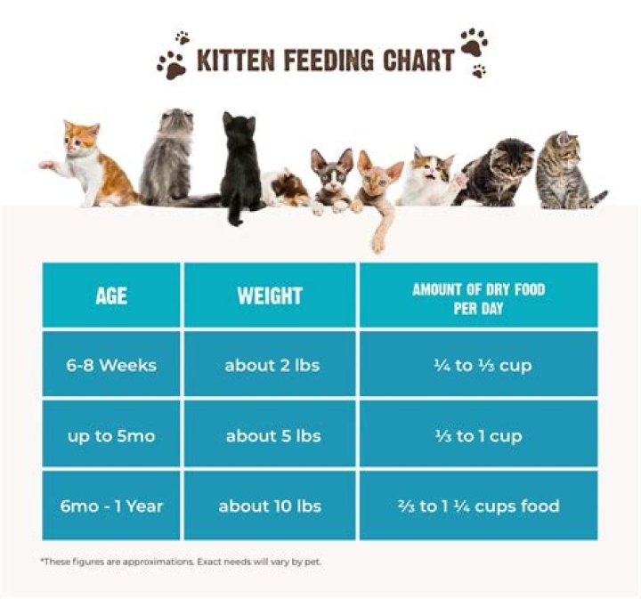 Should you let your kitten bite you?