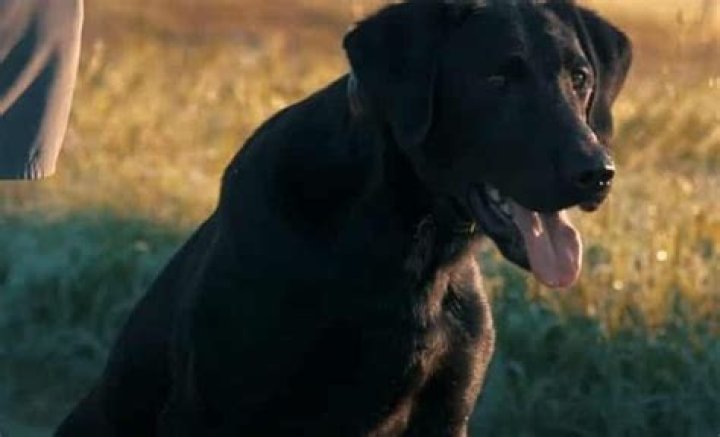 Should you pick the biggest puppy in litter?