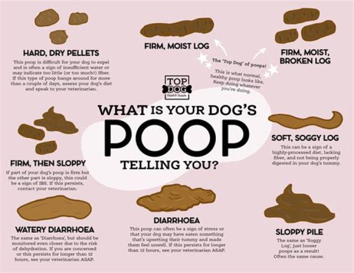 Should your poop smell?