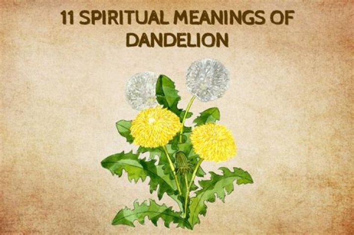 What animal eats a dandelion?