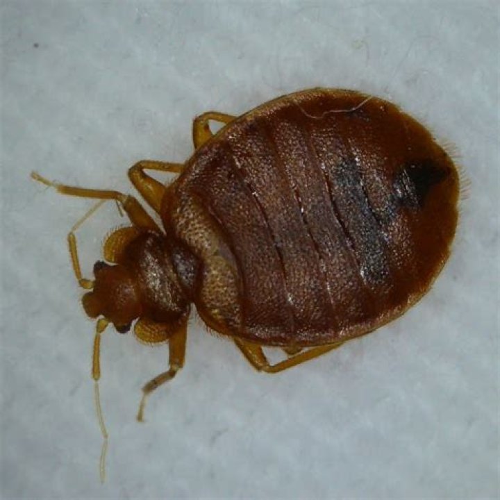 What animal eats bed bugs?