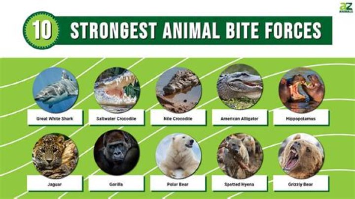 What animal has the hardest armor?
