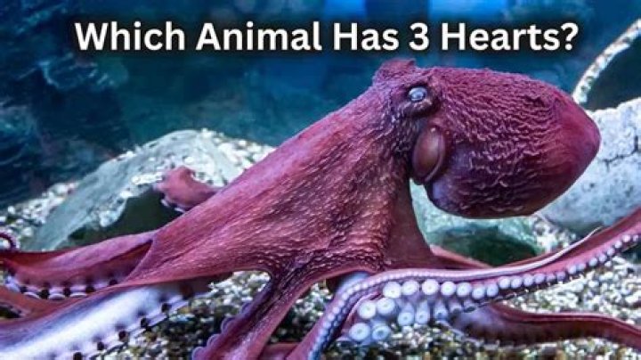 What animal have 2 hearts?