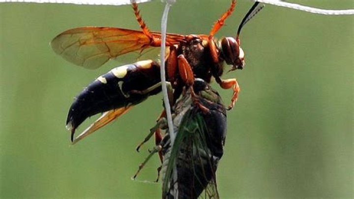 What animal kills hornets?