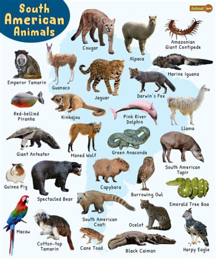 What animals are Enfp?