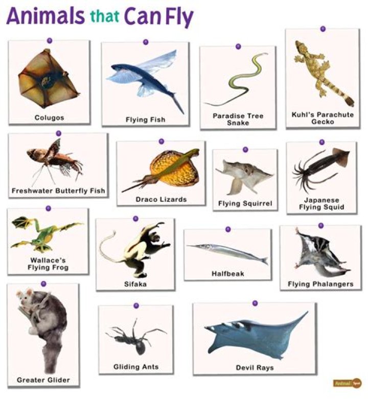 What animals Can talk?